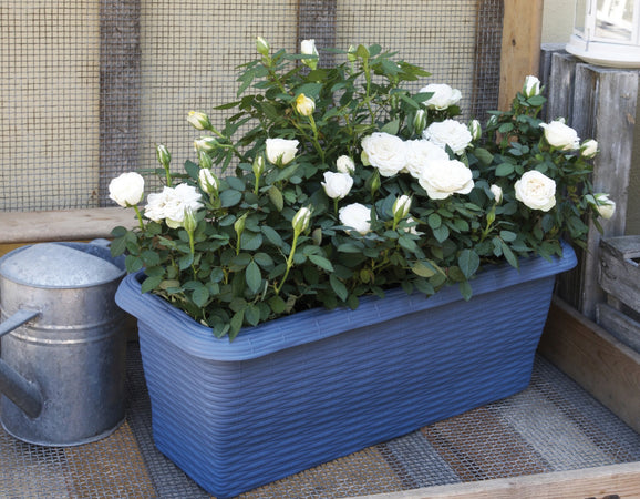 Bama Fioriera Rettangolare Paglia Normal Col. Cielo Cm. 50X20X17,5 H