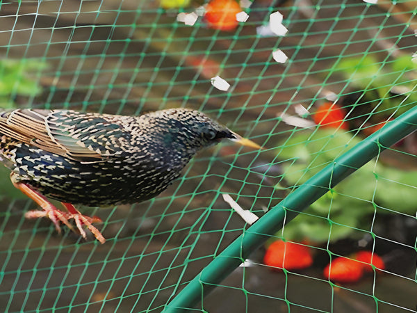 Confine Rete Anti-Uccelli Col. Verde Mt. 2X10