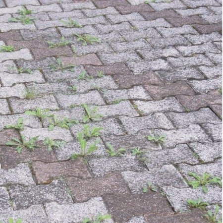 Diserbante Aceto Corroborante Concentrato 1 Lt - Cisa Adriatica