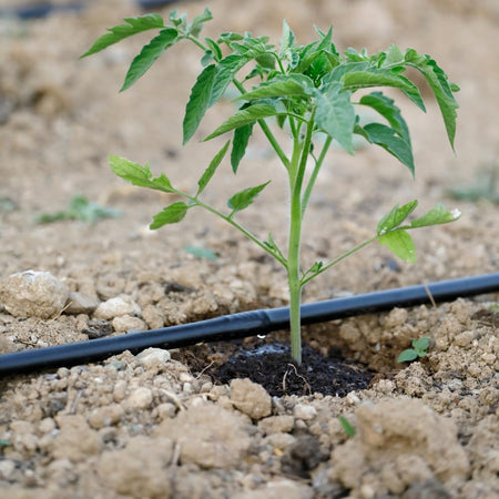 Ala Gocc Tandem 4 L/H D 16 Passo 20 Rotolo 100 M- 1,0 Rotoli