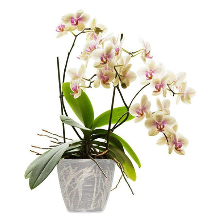 Portavaso 'Paglia' Ø 14 Cm - 1,2 Lt - Bama