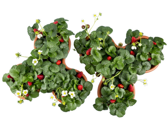 Vaso 'Trifoglio' Ø 40 Cm X 16 H - Col. Terracotta - Bama