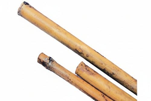 Canna Bamboo- - Mm.10/12 H.150 - 100 Pezzi T-Rex