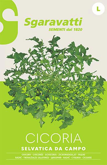 Semi Per Ortaggi E Vegetali Cicoria Selvatica Da Campo- 20 Pezzi - Sgaravatti