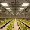 Lampada da coltivazione a LED da 2000 W con luce per piante a LED UV IR 0-10 V