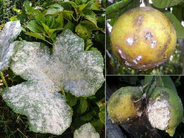 Fungicida liquido ad azione antiperonosporica "Oxi Zolfo Flow" per la difesa della vite ed ortaggi 1 kg