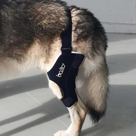 Tutore Ginocchio per cani Bt JUmp