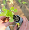 Trapiantatore Multiplanter manuale per tuberi e piantine Made in Italy
