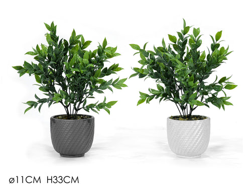 Vaso con Pianta Ø11xH33cm 2 Assortimenti