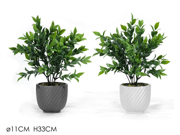 Vaso con Pianta Ø11xH33cm 2 Assortimenti