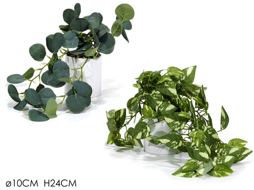 Vaso con Pianta Ø10xH24cm 2 Assortimenti