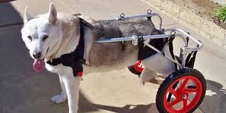 CARRELLO SEDIA A ROTELLE PER CANI DISABILI