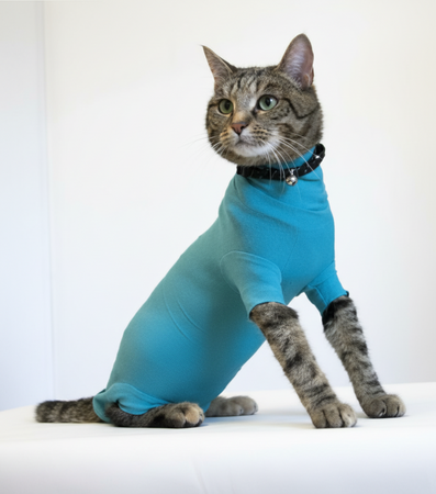 Body Veterinario per Gatti