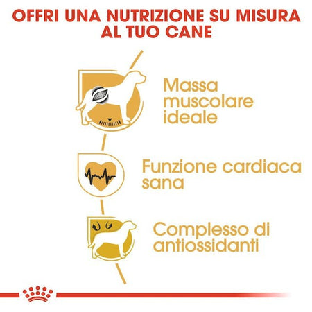 Royal Canin Boxer Adult Croccantini per Cani Adulti 12kg