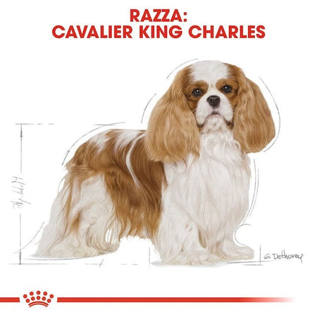 Royal Canin Cavalier King Charles Adult Croccantini per Cani Adulti