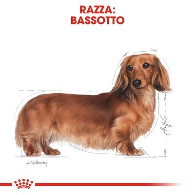 Royal Canin Dachshund Adult Croccantini per Cani Adulti