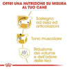 Royal Canin Dachshund Adult Croccantini per Cani Adulti