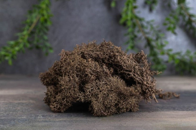 Muschio lichene decorativo per villaggio di Natale e presepe