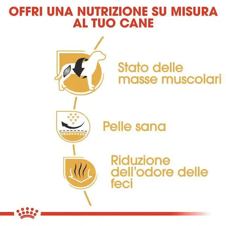 Royal Canin Bulldog Francese Adult Croccantini per Cani Adulti