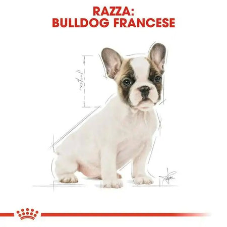 Royal Canin Bulldog Francese Puppy Croccantini per Cani Cuccioli