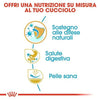 Royal Canin Bulldog Francese Puppy Croccantini per Cani Cuccioli
