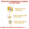Royal Canin Pastore Tedesco Adult Croccantini per Cani Adulti