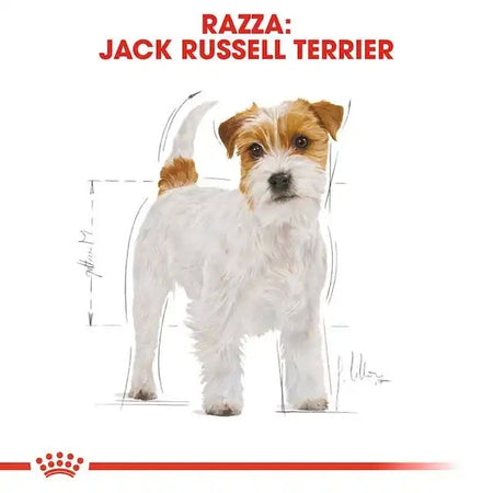 Royal Canin Jack Russell Terrier Adult Croccantini per Cani Adulti