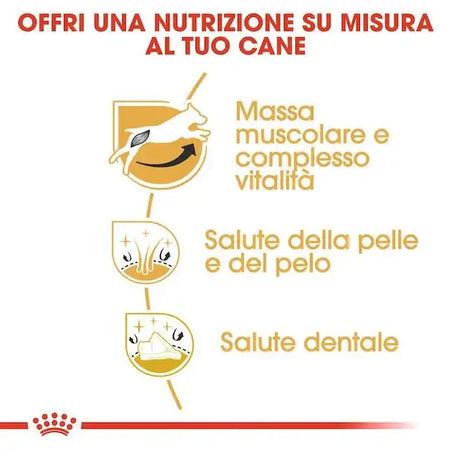 Royal Canin Jack Russell Terrier Adult Croccantini per Cani Adulti