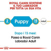 Royal Canin Labrador Retriever Puppy Croccantini per Cani Cuccioli