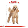 Royal Canin Barboncino Adult Croccantini per Cani Adulti