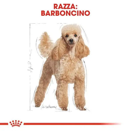 Royal Canin Barboncino Adult Croccantini per Cani Adulti