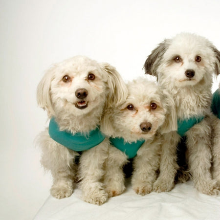 Body Veterinario Post Operatorio per cani