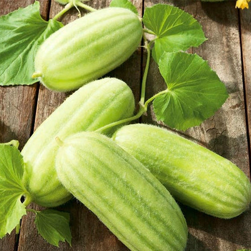 Semi di carosello Mezzo lungo di Polignano piante per orto e giardino