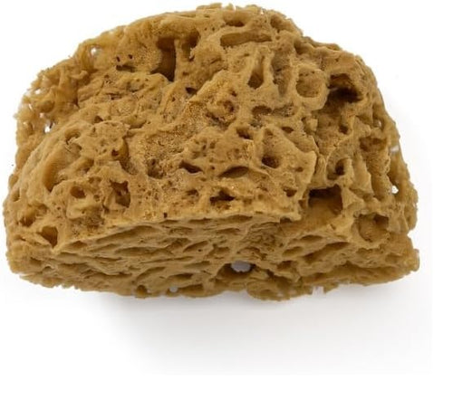 PENNELLIFICIO 2000 - SPUGNA MARE NATURALE D.14