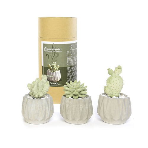 Diffusore di essenza in gesso pianta grassa da 100 mL ⌀10 x 15h cm con scatola regalo