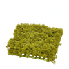 Muschio lichene color verde, tappeto da 25 x 25 cm