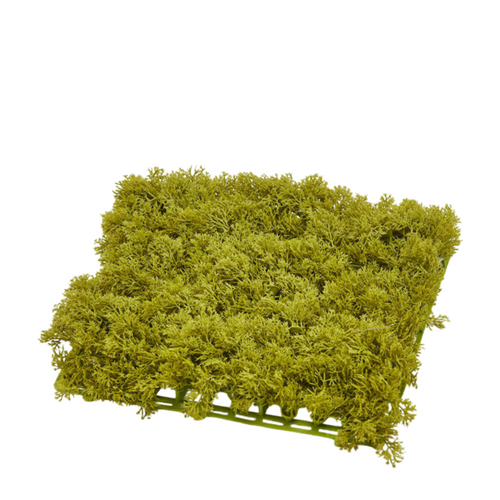 Muschio lichene color verde, tappeto da 25 x 25 cm