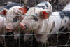 Rete pastorale da 50 mt per allevamenti di pecore in zone boschive, protezione da animali selvatici maglia 12x15 mm
