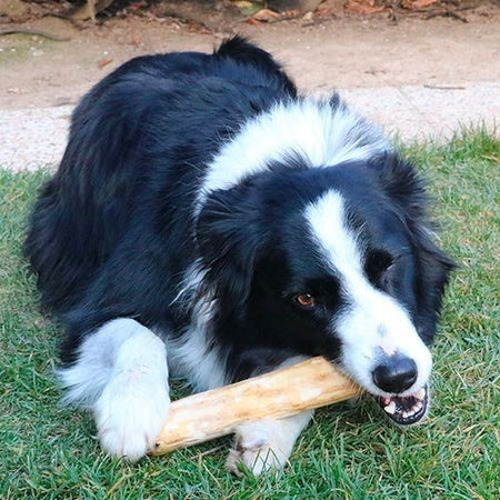 Osso Albero del Caffè Masticativo per Cani Croci Niki Natural Barf