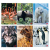 Maxiquaderno A4 40Fg+2 80Gr 10Mm Animal Bm