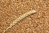 1Kg Grano  Maiorcada macina prepulito-MOLINO ZAPPALA'