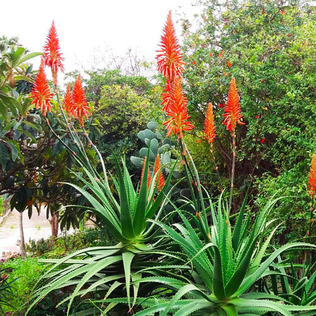 Succo Di Aloe Arborescens Biologico Siciliano 800g 1lt Formula Di Padre Romano Zago Antica Ricetta, Rinforzante Disintossicante