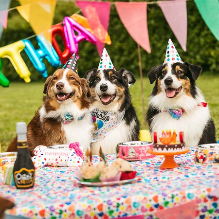 Pet's Party Snack per Cani 4 pezzi Croci