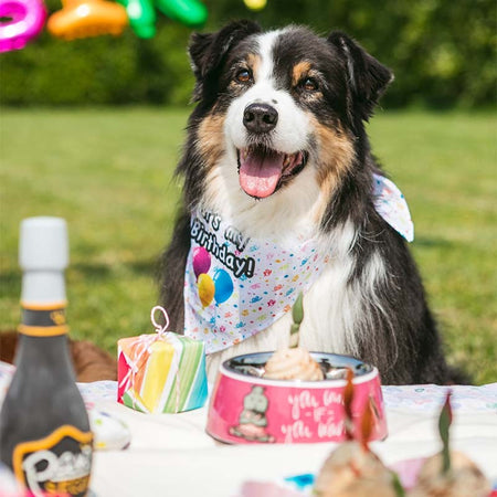 Pet's Party Snack per Cani 4 pezzi Croci