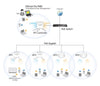 Access Point PoE 2x2 N da Soffitto, CAP300