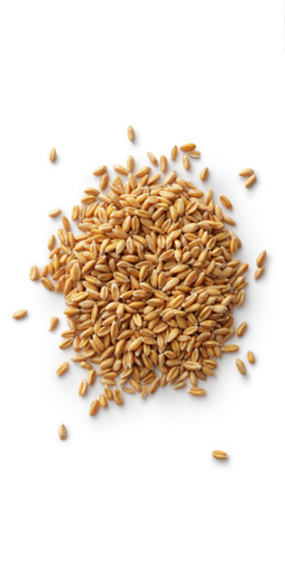 1Kg Grano Senatore Cappellida macina prepulito-MOLINO ZAPPALA'