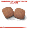 Royal Canin Giant Adult Croccantini per Cani Adulti 4kg