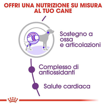 Royal Canin Giant Adult Croccantini per Cani Adulti 4kg