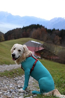 Body Veterinario per Cani con zampe lunghe