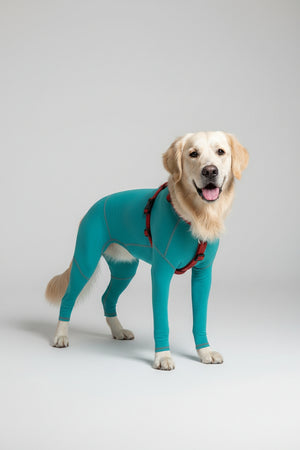 Body Veterinario per Cani con zampe lunghe